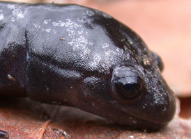 Marbled Salamander